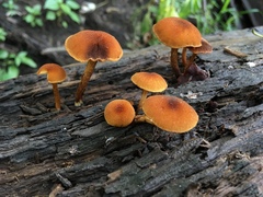 Phaeomarasmius proximans