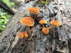 Phaeomarasmius proximans