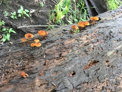 Phaeomarasmius proximans