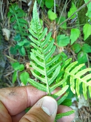 Polypodium vulgare