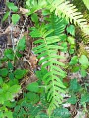 Polypodium vulgare