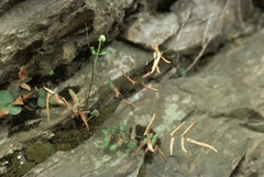 Pellaea atropurpurea