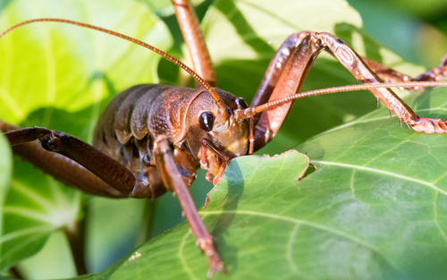 Wētāpunga (Little Barrier giant wētā)