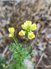 Linaria vulgaris