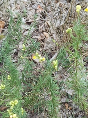 Linaria vulgaris
