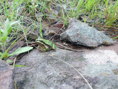 Hyla wrightorum
