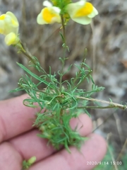 Linaria vulgaris