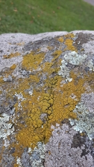 Candelariella coralliza