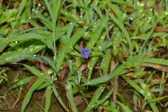 Exacum pumilum