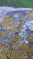 Candelariella coralliza