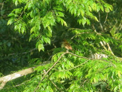 Pachyramphus cinnamomeus