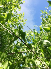 False Ironwood (Sideroxylon celastrinum)