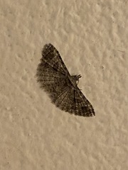 Alucita adriendenisi