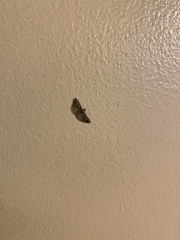 Alucita adriendenisi