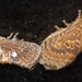 Pseudanapaea denotata - Photo (c) Ian McMillan, algunos derechos reservados (CC BY-NC), uploaded by Ian McMillan