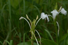 Curcuma scaposa