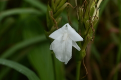 Curcuma scaposa