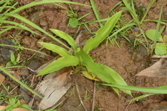 Curcuma scaposa