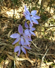 Thelymitra ixioides