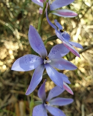 Thelymitra ixioides