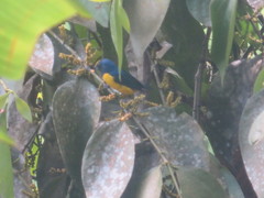 Euphonia xanthogaster