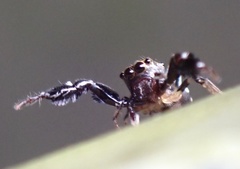 Harmochirus insulanus