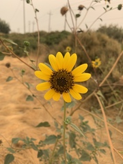 Helianthus annuus