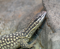 Ridgetail Monitor photo 5