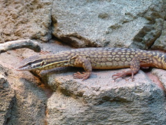 Ridgetail Monitor photo 3