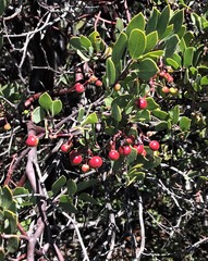 Arctostaphylos bakeri sublaevis