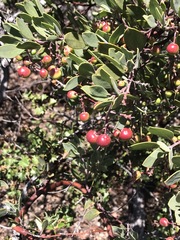 Arctostaphylos bakeri sublaevis