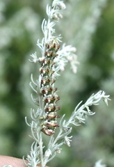Cucullia artemisiae