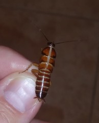 Blattoidae