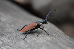 Oropyrodes maculicollis