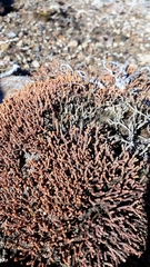 Lepidothamnus laxifolius