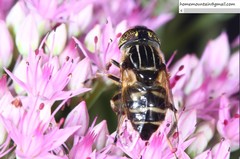 Eristalinus tarsalis