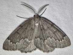 Nepytia pellucidaria