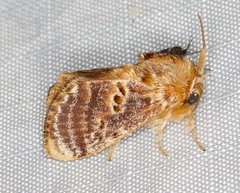 Pseudanapaea denotata