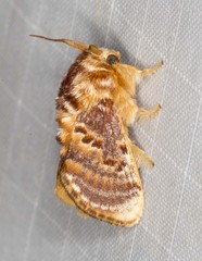 Pseudanapaea denotata