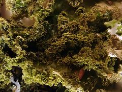 Pseudocyphellaria chloroleuca