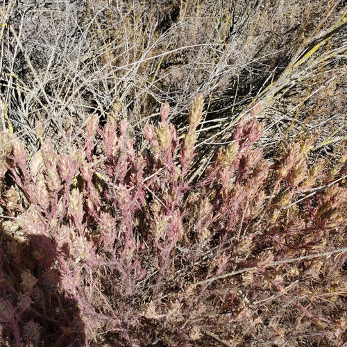 Image of Dicranostegia orcuttiana by no rights reserved