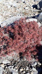 Dracophyllum recurvum