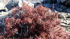 Dracophyllum recurvum