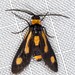 Hestiochora erythrota - Photo (c) Ian McMillan, algunos derechos reservados (CC BY-NC), uploaded by Ian McMillan