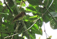Pachyramphus homochrous