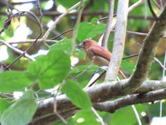 Pachyramphus homochrous