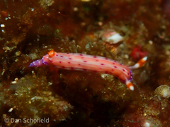 Hypselodoris