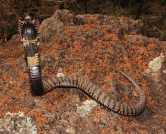 Hemachatus haemachatus