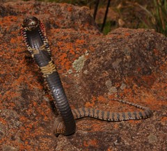 Hemachatus haemachatus