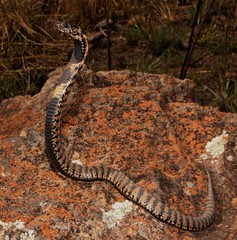 Hemachatus haemachatus